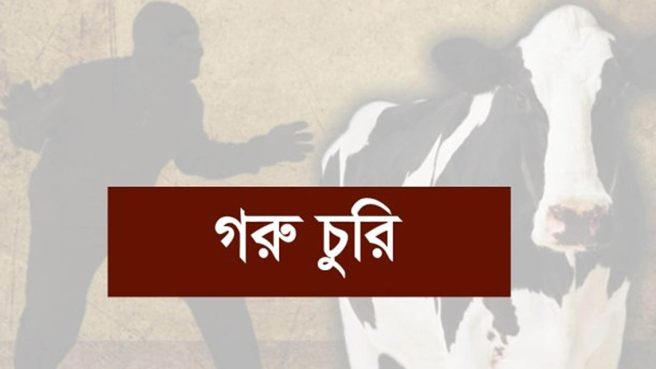 পাবনার সাঁথিয়ায় তিন বাড়ির পাঁচ গরু চুরি